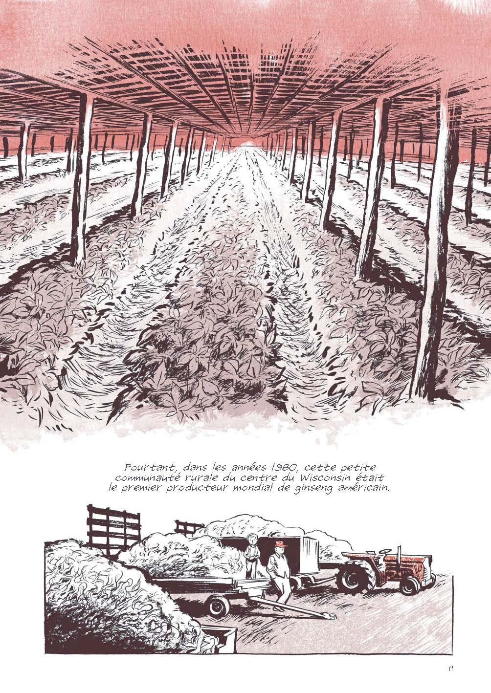 Ginseng roots - Extrait 1
