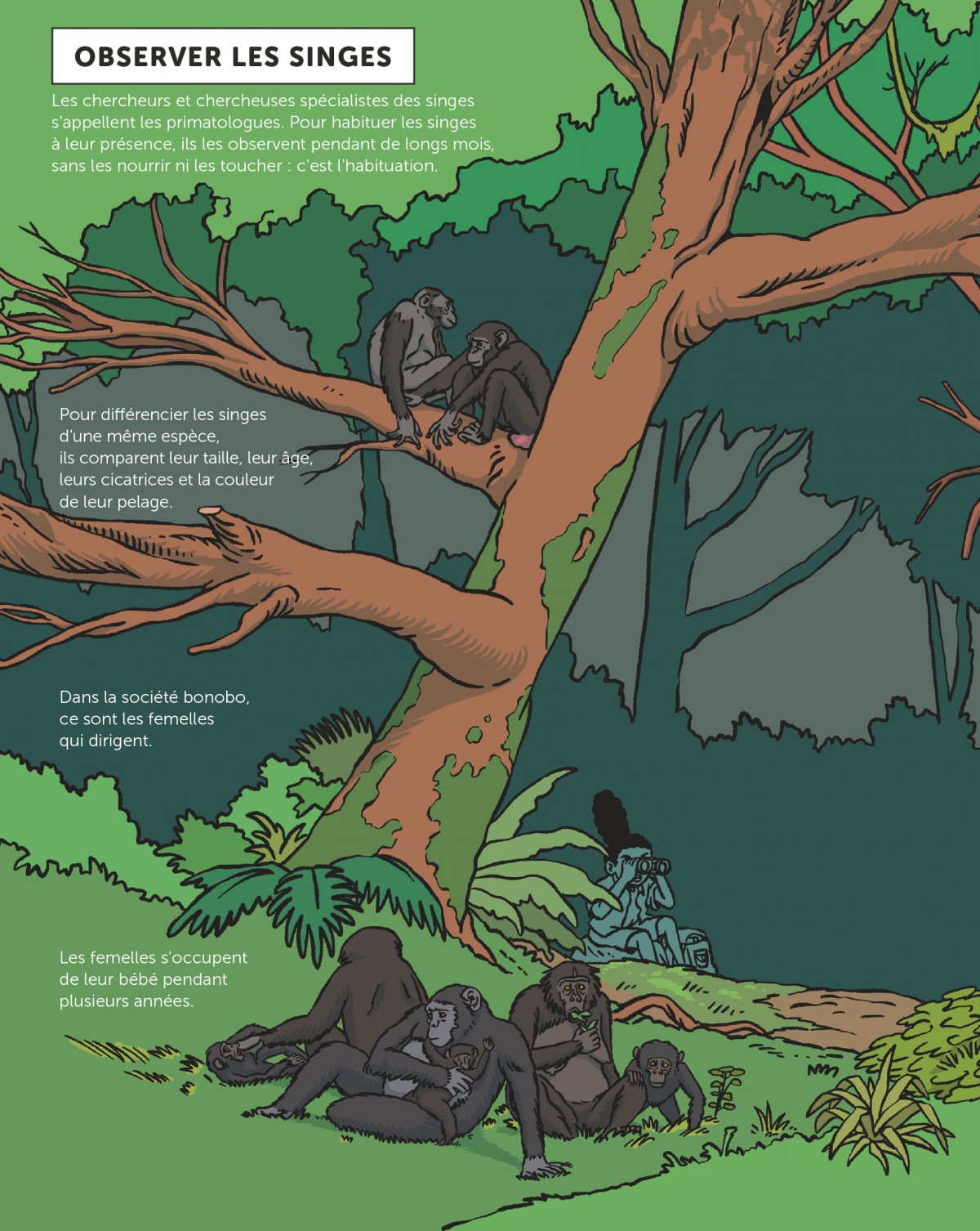 Grands singes (Les) - Des amis en danger - Extrait 1